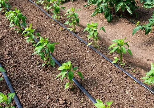 کاربرد منبع هوایی در آبیاری قطره ای